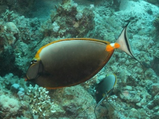 Naso Lituratus